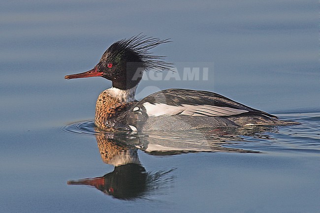 Red-breasted Merganser (Mergus serrator) in Lake Ontario in Ontario, Canada. stock-image by Agami/Glenn Bartley,