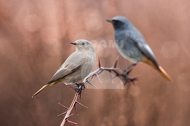 Female Black Redstart, Phoenicurus ochruros, in Italy. Male in the background. stock-image by Agami/Daniele Occhiato,