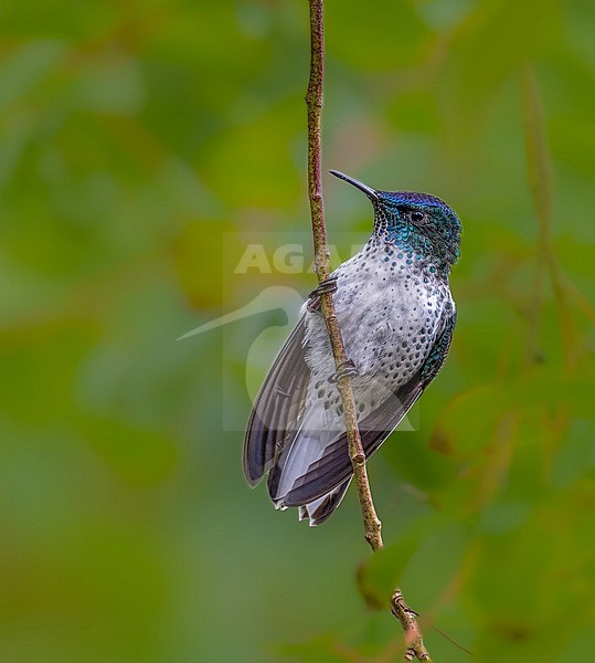 Female Juan Fernandez firecrown (Sephanoides fernandensis) on Isla Róbinson Crusoe, Juan Fernández archipelago, Chile. stock-image by Agami/Dustin Chen,