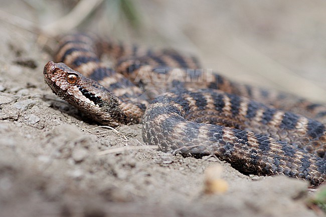 Asp Viper (Vipera aspis aspis) taken the 13/09/2022 at Ristolas- France. stock-image by Agami/Nicolas Bastide,