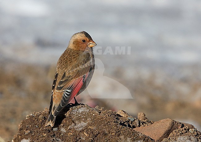 African Crimson-winged Finch (Rhodopechys alienus) in Oukaimeden, Morocco stock-image by Agami/Daniele Occhiato,