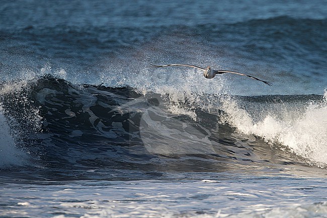 A Brown Pelican (Pelecanus occidentalis) is flying along the breaking waves of the pacific ocean of Guatemala stock-image by Agami/Mathias Putze,