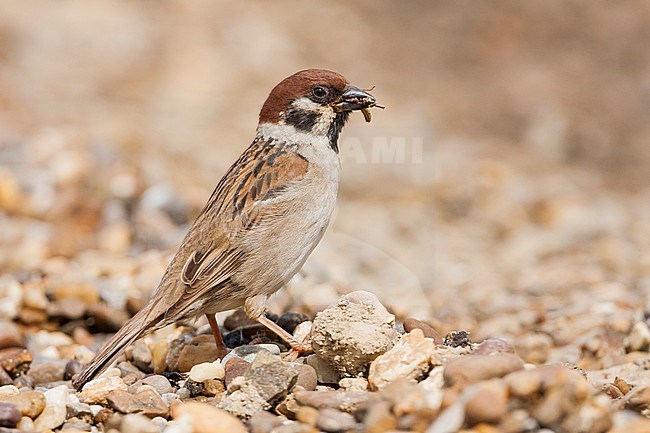 Eurasian Tree Sparrow - Feldsperling - Passer montanus ssp. montanus, adult, Croatia stock-image by Agami/Ralph Martin,
