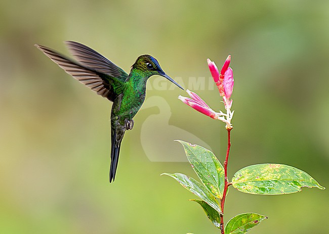 Violet-fronted Brilliant (Heliodoxa leadbeateri sagitta) male in flight, hovering at a pink-and-white flower with plain background stock-image by Agami/Andy & Gill Swash ,