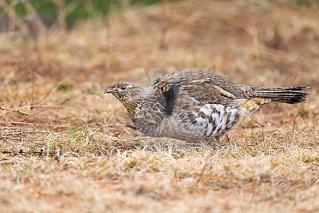 Adult male
Mackinac Co., MI
April 2025 stock-image by Agami/Brian E Small,