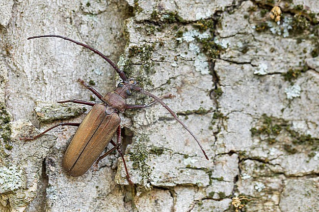 Aegosoma scabricorne - Körnerbock, Germany (Baden-Württemberg), imago, male stock-image by Agami/Ralph Martin,