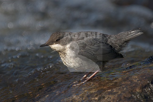 White-throated Dipper (Cinclus cinclus cinclus), side view of a juvenile bird standing on a rock in Lapland, Finland stock-image by Agami/Kari Eischer,