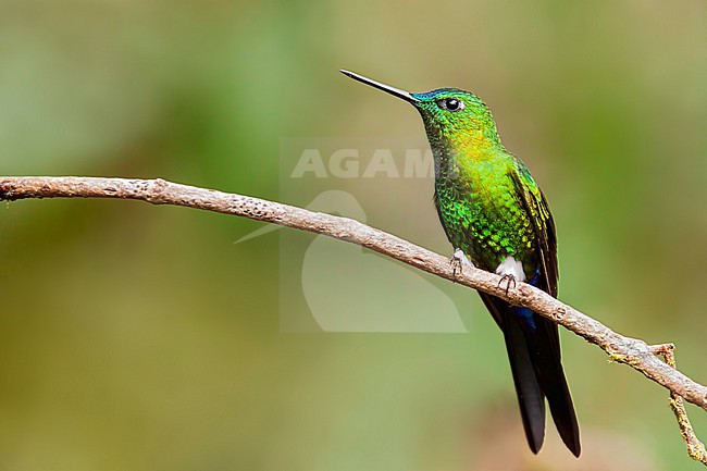 Sapphire-vented Puffleg (Eriocnemis luciani) Perched on a branch in Ecuador stock-image by Agami/Dubi Shapiro,