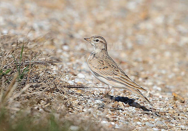 taken the 07/10/2019 at Hyeres - France stock-image by Agami/Aurélien Audevard,