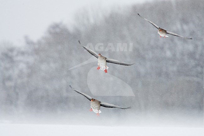 Grauwe Ganzen in een sneeuwbui; Greylag Geese in snow blizzard stock-image by Agami/Menno van Duijn,