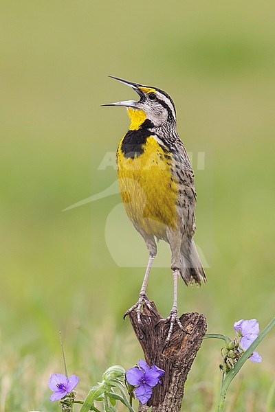 Adult male
Galveston Co., TX
April 2013 stock-image by Agami/Brian E Small,