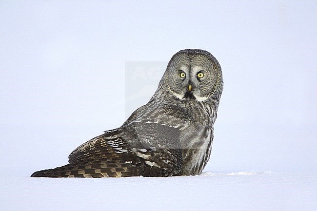 Great Grey Owl, Strix nebulosa stock-image by Agami/Jari Peltomäki,