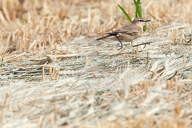 Isabelline Wheatear (Oenanthe isabelline) during spring migration in Israel, running on the ground. stock-image by Agami/Marc Guyt,