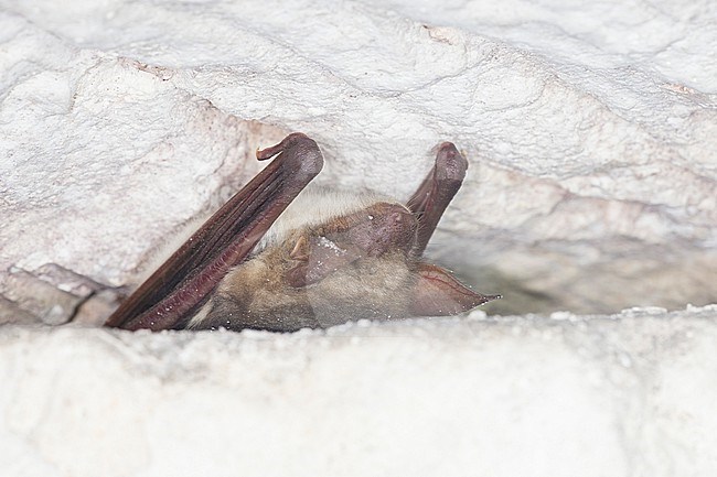 Greater Mouse-Eared Bat in hibernation stock-image by Agami/Theo Douma,