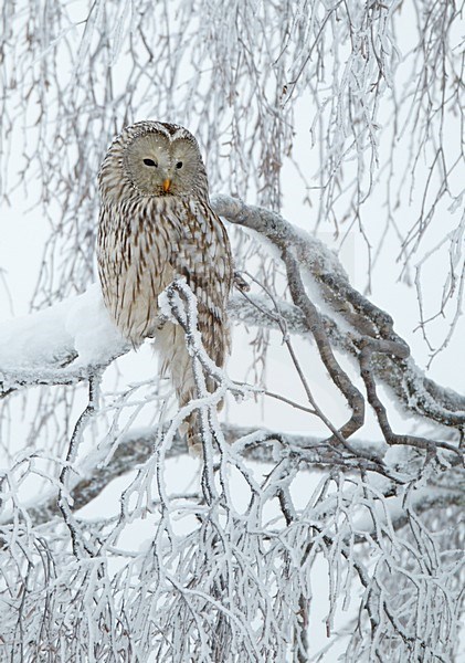 Oeraluil rustend in een besneeuwde boom, Ural Owl resting in a snow covered tree stock-image by Agami/Markus Varesvuo,