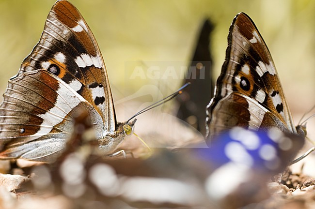 Grote weerschijnvlinders, Purple Emperors stock-image by Agami/Rob de Jong,