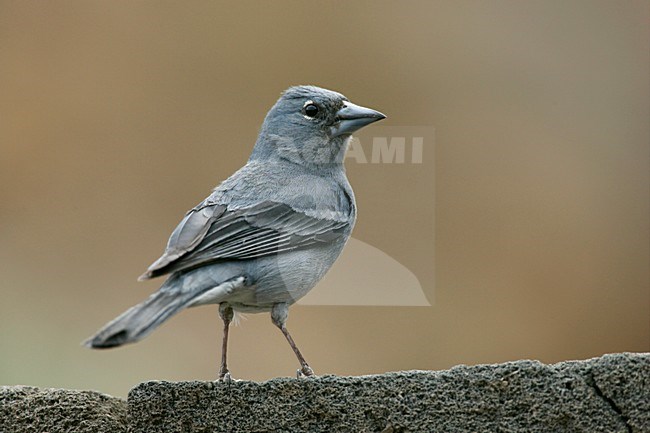 Onvolwassen mannetje Blauwe Vink; Immature male Blue Chaffinch stock-image by Agami/Menno van Duijn,