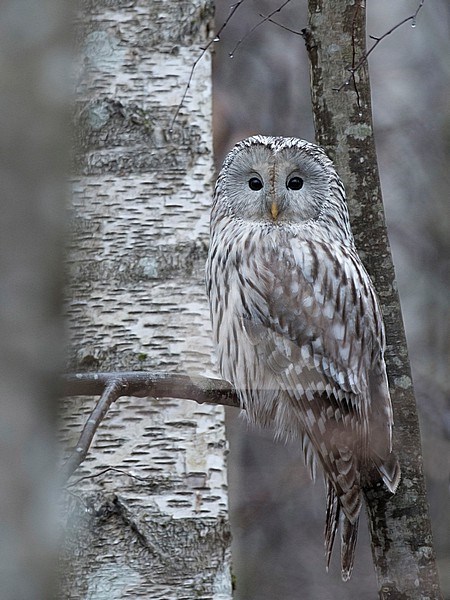 Oeraluil; Ural Owl; Strix uralensis stock-image by Agami/Han Bouwmeester,