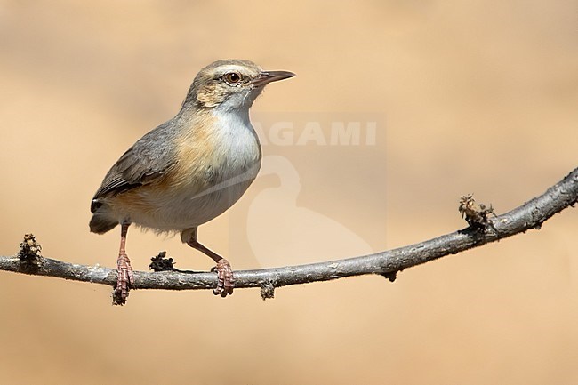 Long-billed Crombec (Sylvietta rufescens) perched on a branch in Angola. stock-image by Agami/Dubi Shapiro,