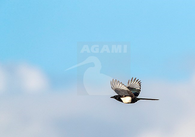 Eurasian Magpie (Pica pica) in Katwijk, Netherlands. stock-image by Agami/Marc Guyt,