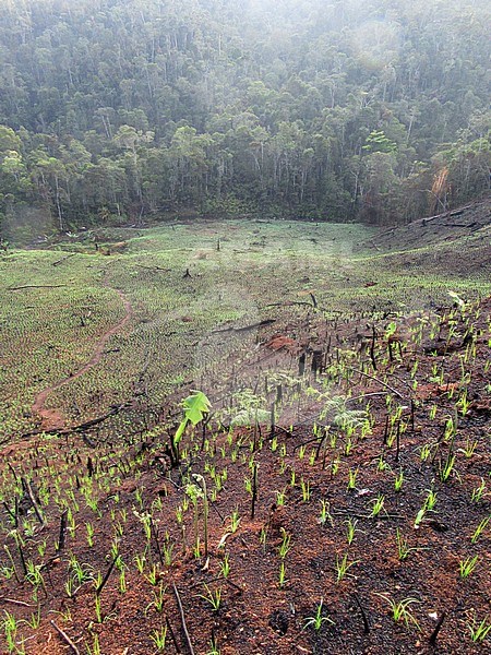 Slash and burn agriculture near the entrance of Andasibe-Mantadia National Park in Madagascar. A major threat to all the natural habitats. stock-image by Agami/Marc Guyt,