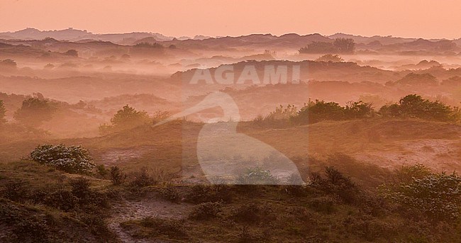 Landscape dunes of Berkheide at dawn in Katwijk, Netherlands. Nature image from Holland. stock-image by Agami/Menno van Duijn,