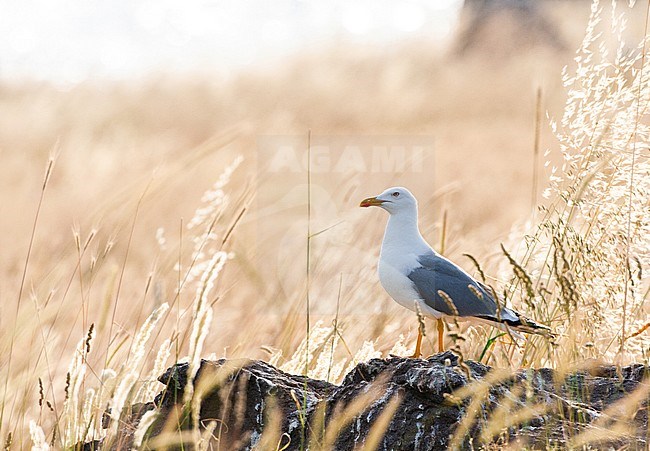 Yellow-legged Gull (Larus michahellis michahellis) on Lesvos, Greece. stock-image by Agami/Marc Guyt,