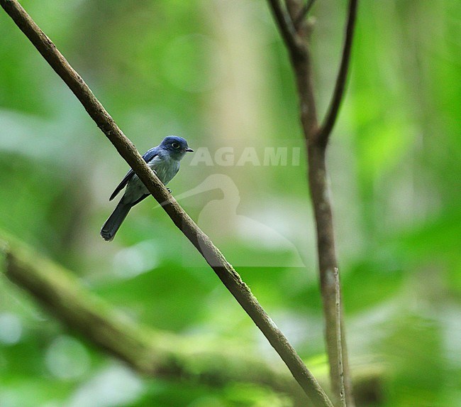 Critically endangered Cerulean paradise flycatcher (Eutrichomyias rowleyi) perched on a branch in understory of tropical rainforest, Sangihe islands, Celebes. stock-image by Agami/James Eaton,