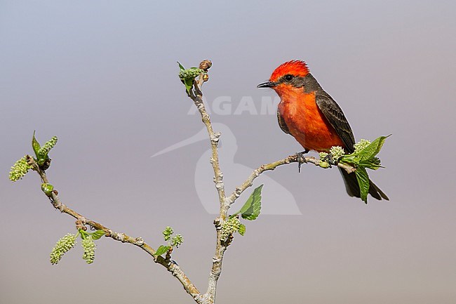 Adult breeding plumaged Vermilion flycatcher (Pyrocephalus obscurus)
Riverside Co., California, USA
April 2018 stock-image by Agami/Brian E Small,
