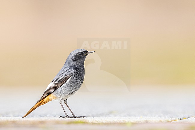  stock-image by Agami/Menno van Duijn,