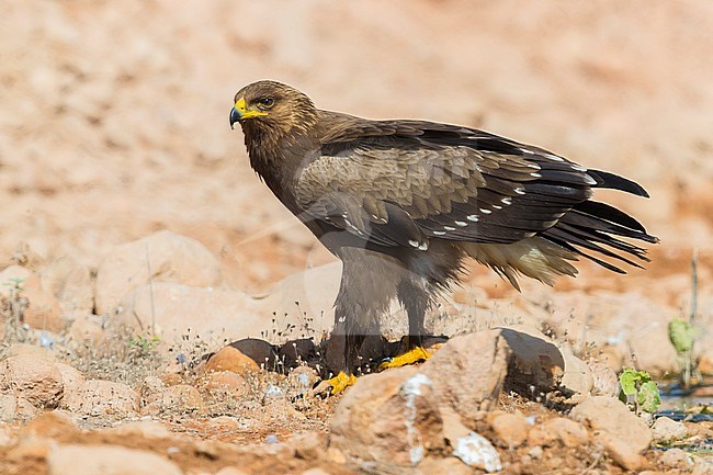 Lesser Spotted Eagle (Aquila pomarina), juvenile standing on the ground stock-image by Agami/Saverio Gatto,