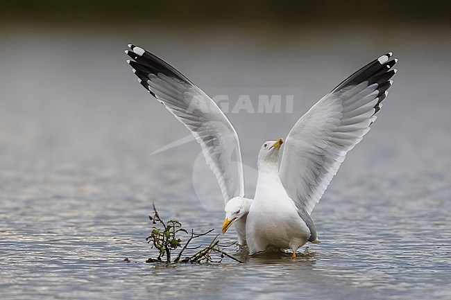 Yellow-legged Gull (Larus michahellis) two adults displaying in water stock-image by Agami/Daniele Occhiato,
