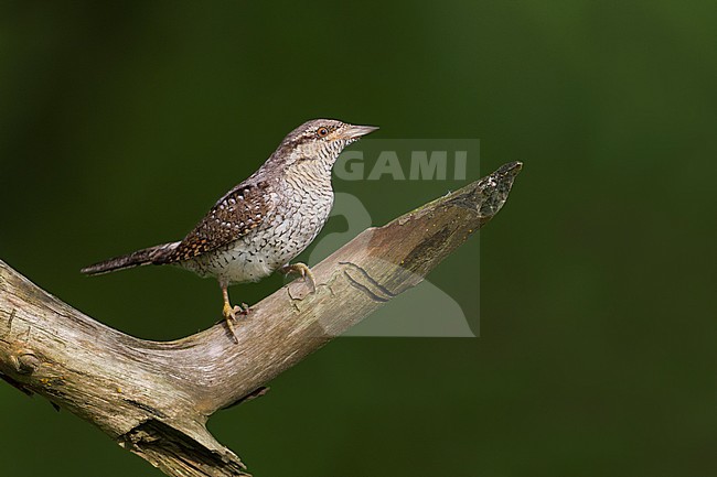 Eurasian Wryneck - Wendehals - Jynx torquilla ssp. torquilla, Germany, adult stock-image by Agami/Ralph Martin,