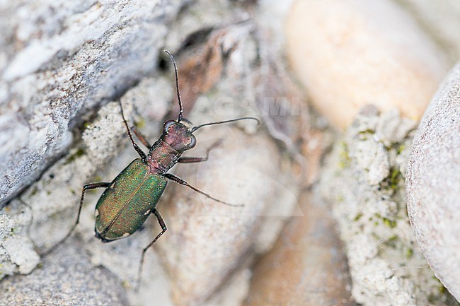 Cylindera germanica - Deutscher Sandlaufkäfer, Germany (Baden-Württemberg), imago stock-image by Agami/Ralph Martin,