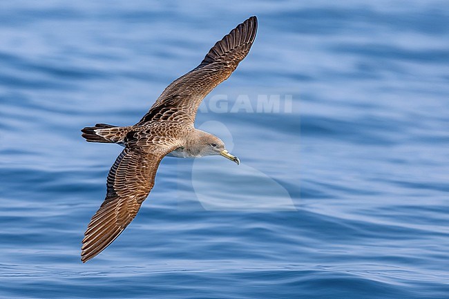Scopoli's Shearwater, Calonectris diomedea, in Italy. stock-image by Agami/Daniele Occhiato,