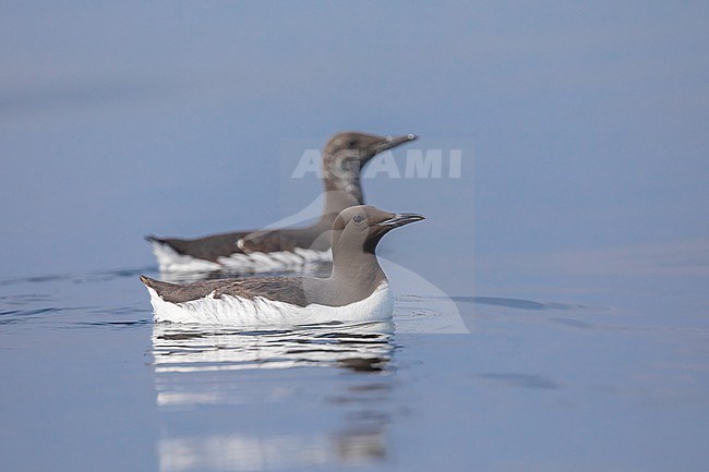 Two Common Murres (Uria aalge) interacting, sitting on the water, with a blue background in Brittany, France. stock-image by Agami/Sylvain Reyt,