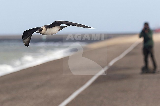 An adult Parasitic Jaeger is seen flying against over the dike at Den Helder with another photographer in the background. stock-image by Agami/Jacob Garvelink,