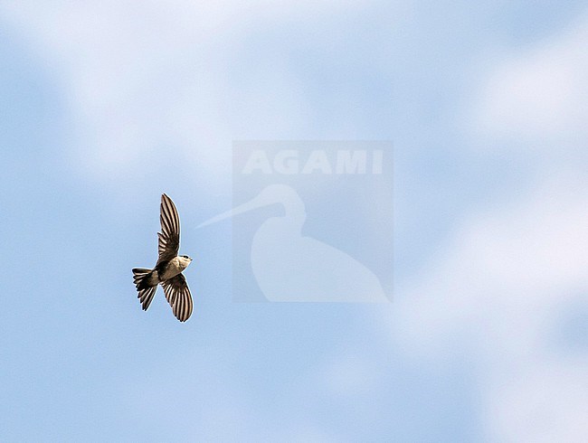Andean Swift, Aeronautes andecolus, in Peru. stock-image by Agami/Pete Morris,