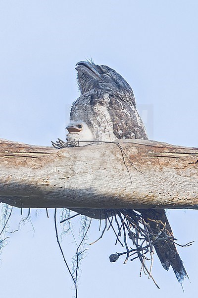 Papuan Frogmouth (Podargus papuensis) on a nest with young in Papua New Guinea stock-image by Agami/Dubi Shapiro,
