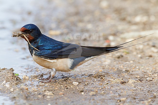 Barn Swallow (Hirundo rustica), adult collecting mud fot nest, Conza della Campania, Campania, Italy stock-image by Agami/Saverio Gatto,
