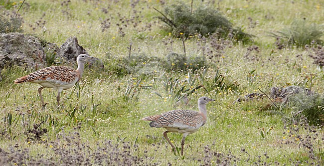 Vrouwtje Grote trap; Female Great Bustard stock-image by Agami/Markus Varesvuo,