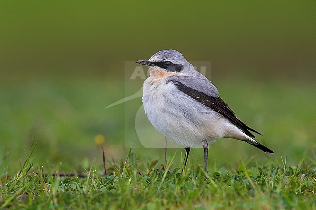 Mannetje Tapuit, Male Northern Wheatear stock-image by Agami/Daniele Occhiato,