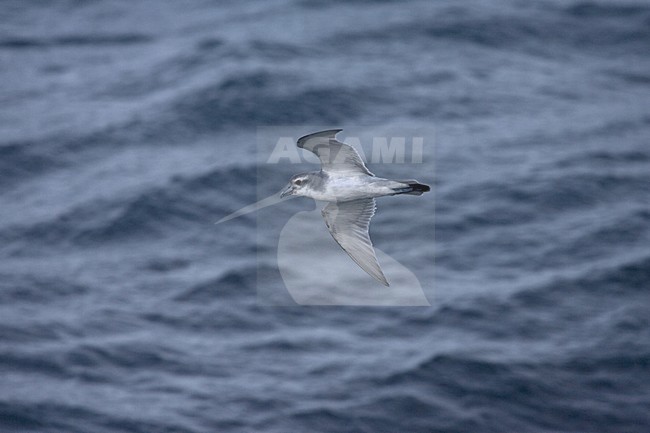 Antarctic Prion flying over the sea; Antarctische Prion, Pachyptila desolata vliegend boven zee stock-image by Agami/Marc Guyt,