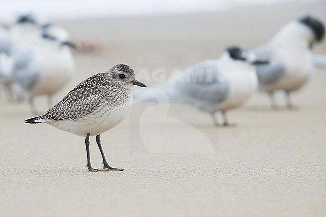Grey Plover Pluvialis squatarola), standing on the shore together with Sandwich Terns stock-image by Agami/Saverio Gatto,