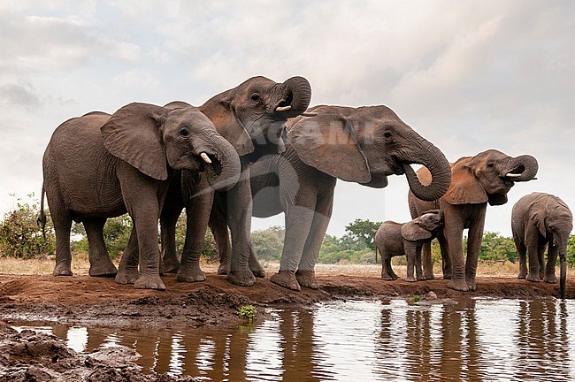 A herd of African elephants, Loxodonta africana, drinking. Mashatu Game Reserve, Botswana. stock-image by Agami/Sergio Pitamitz,