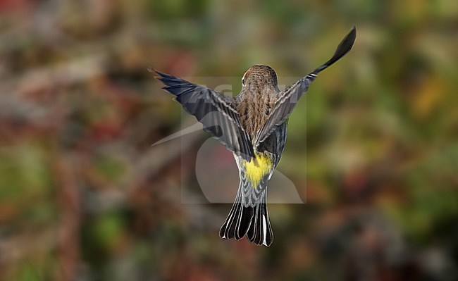 Myrtle Warbler (Setophaga coronata coronata) hovering over a green bush during migration at Higbee Beach, Cape May, New Jersey in USA. Showing yellow rump. stock-image by Agami/Helge Sorensen,