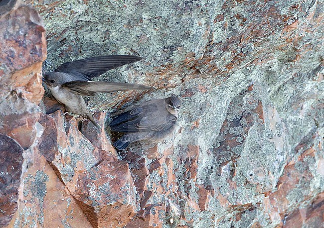 Eurasian crag Martin (Ptyonoprogne rupestris) adult with young in Spain. stock-image by Agami/Roy de Haas,