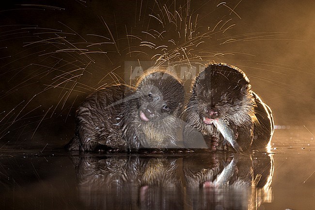 Europese Otters vissend in de nacht; Nightly fishing Otters (Lutra lutra) stock-image by Agami/Bence Mate,