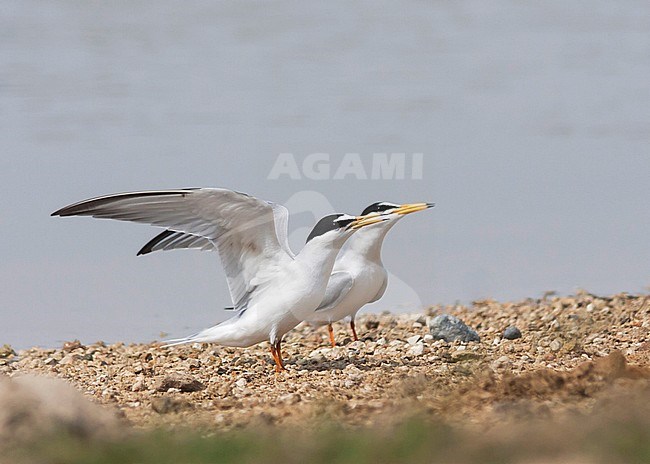 Little Tern - Zwergseeschwalbe - Sternula albifrons ssp. albifrons, Turkey, adult stock-image by Agami/Ralph Martin,