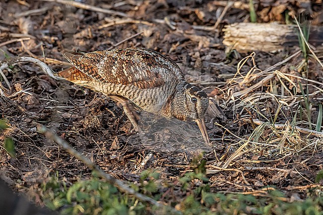 Eurasian Woodcock (Scolopax rusticola) seaching food on soil in Bourgoyen, Eastern Flanders, Belgium. stock-image by Agami/Vincent Legrand,